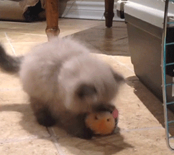 giphy.gif