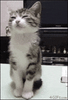 sleepy kitten GIF