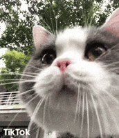 Cat Yes GIF by TikTok