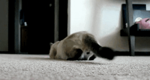 giphy.gif
