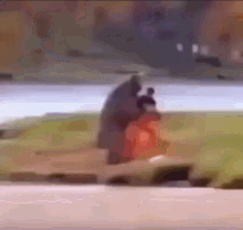 bear-fight.gif