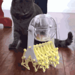 giphy.gif