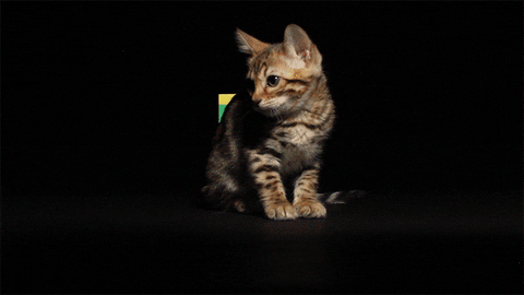 giphy.gif