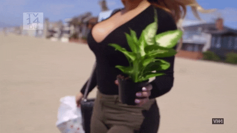 giphy.gif