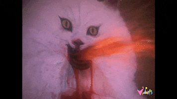 Cat Wtf GIF by Vidiots