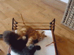 giphy.gif