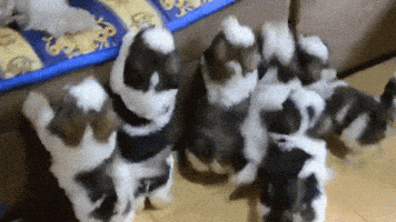 shih tzu dog GIF