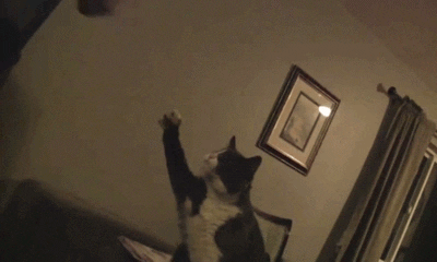 giphy.gif