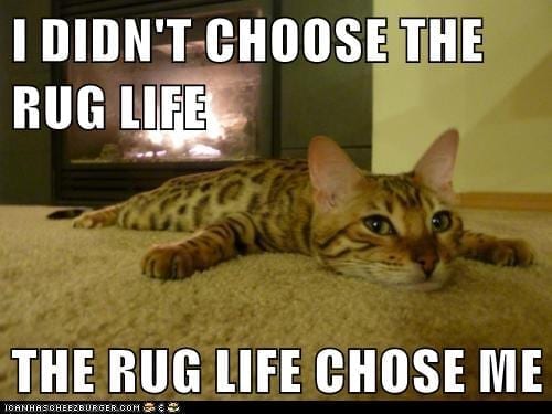cat-memes-2019-7.jpg