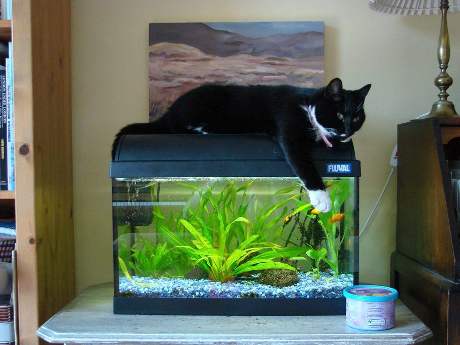 This-is-my-10-gallon-tank-My-cat-Lizzie-likes-to--tiYXGF.jpg