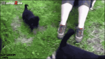taylor swift cats GIF