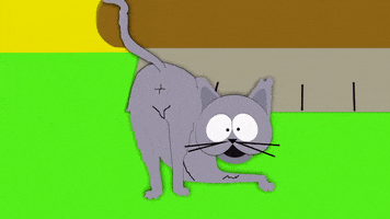 cat butt mr. kitty GIF by South Park 