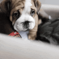 Sad Puppy GIF by Bucks Gaming