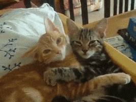 Cat Cuddling GIF