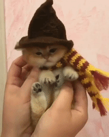 Halloween Kitten GIF