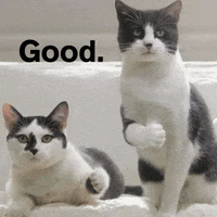 Cats Thumbs Up GIF by Hunt Adkins